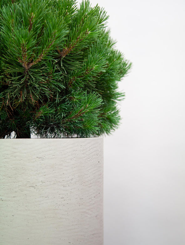 Dwarf Mountain Pine brings evergreen structure to your garden.